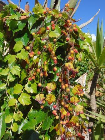 Ribes Cadente H 95 animato in 2 modelli - Sconti per Fioristi e Aziende .
