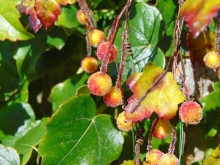 Ribes Cadente H 95 animato in 2 modelli - Sconti per Fioristi e Aziende .