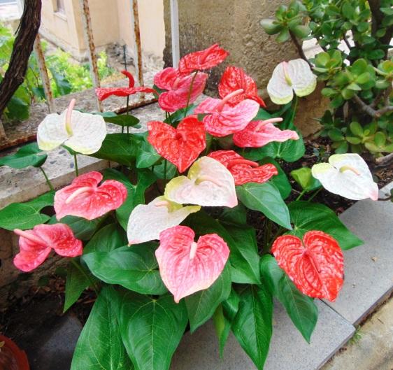 Anturium plant x 2 Artificiale - Sconti per Fioristi e Aziende - in poliestere