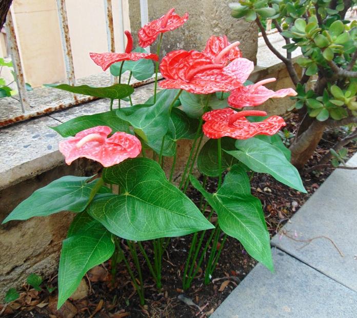 Anturium plant x 2 Artificiale - Sconti per Fioristi e Aziende - in poliestere