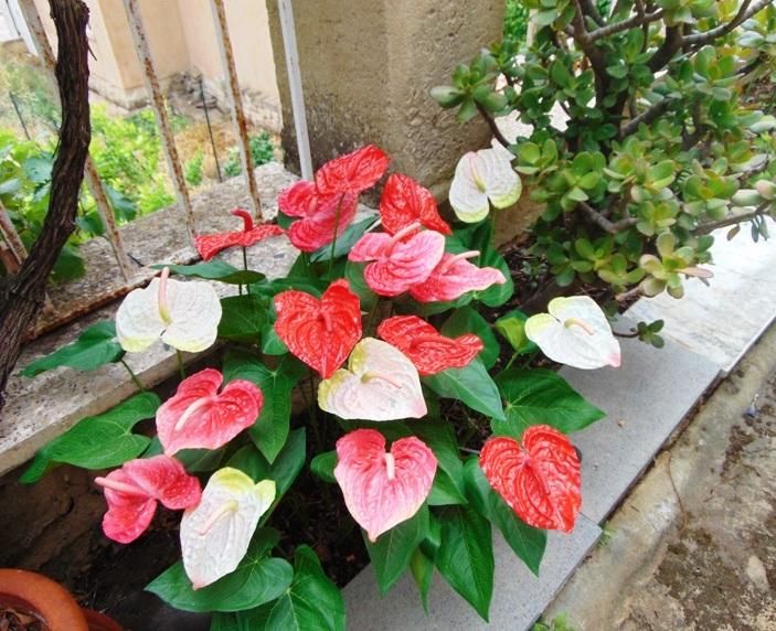 Anturium plant x 2 Artificiale - Sconti per Fioristi e Aziende - in poliestere