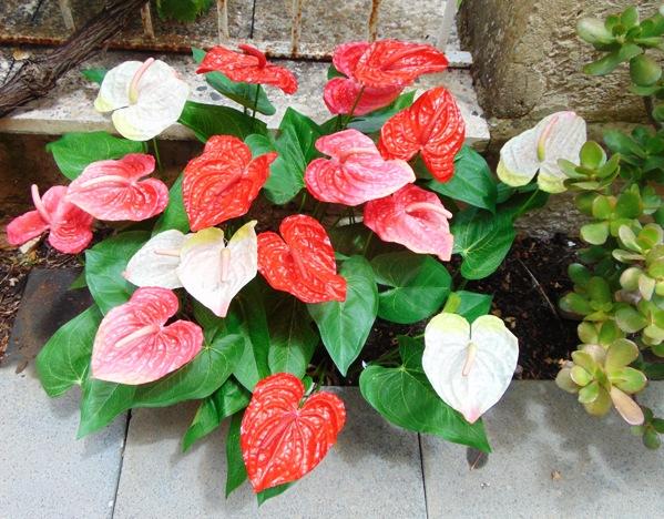 Anturium plant x 2 Artificiale - Sconti per Fioristi e Aziende - in poliestere