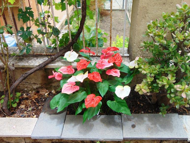 Anturium plant x 2 Artificiale - Sconti per Fioristi e Aziende - in poliestere