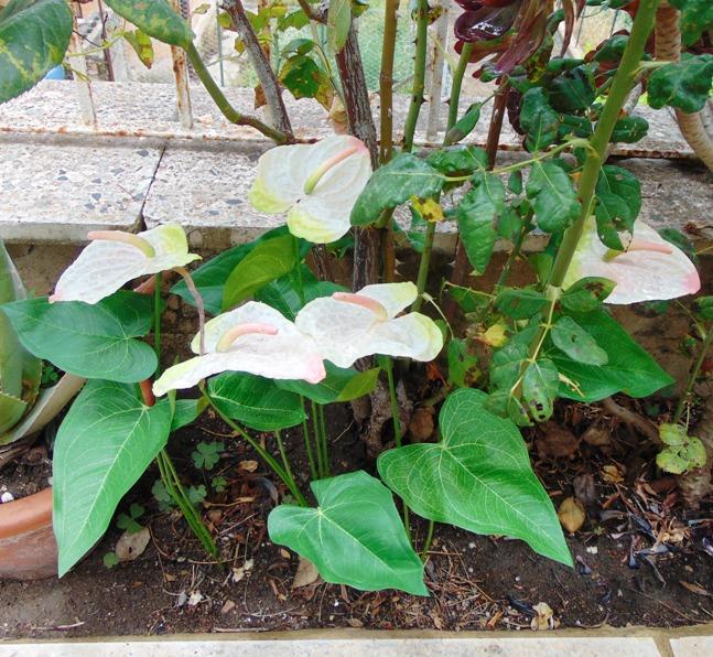 Anturium plant x 2 Artificiale - Sconti per Fioristi e Aziende - in poliestere
