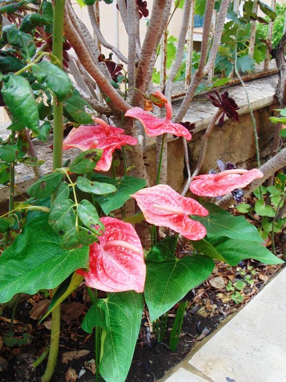 Anturium plant x 2 Artificiale - Sconti per Fioristi e Aziende - in poliestere