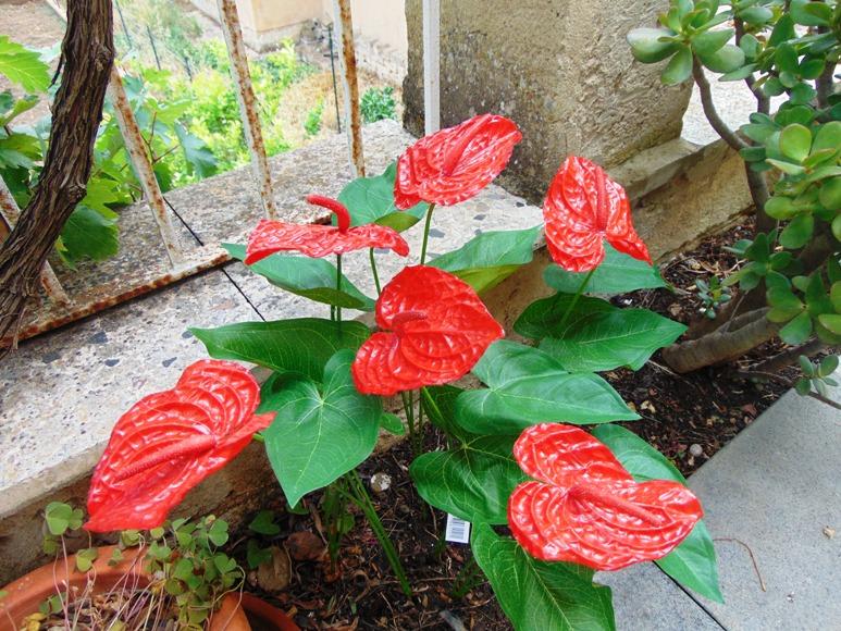 Anturium plant x 2 Artificiale - Sconti per Fioristi e Aziende - in poliestere