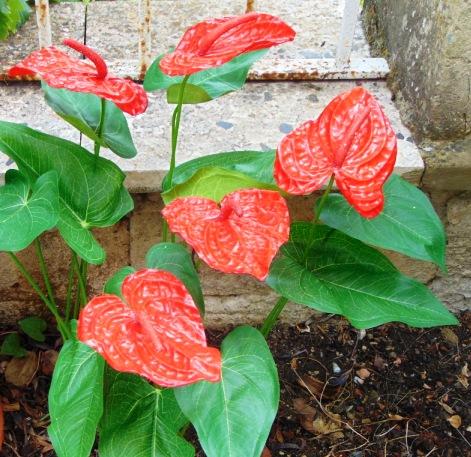 Anturium plant x 2 Artificiale - Sconti per Fioristi e Aziende - in poliestere