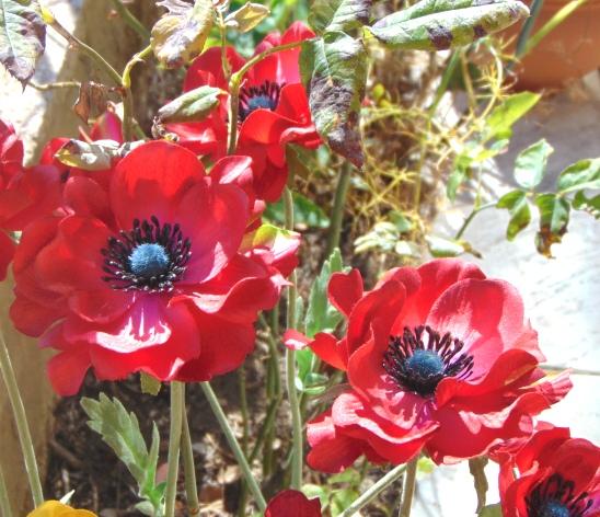 Anemoni spray x 2 H 56 in poliestere - Sconti per Fioristi e Aziende .