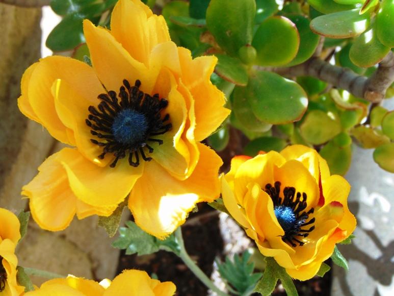 Anemoni spray x 2 H 56 in poliestere - Sconti per Fioristi e Aziende .