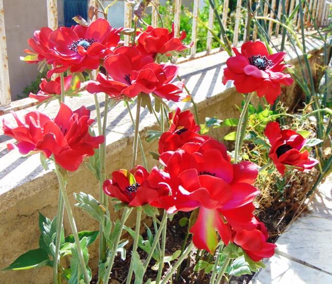 Anemoni spray x 2 H 56 in poliestere - Sconti per Fioristi e Aziende .