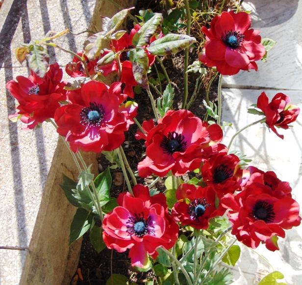 Anemoni spray x 2 H 56 in poliestere - Sconti per Fioristi e Aziende .