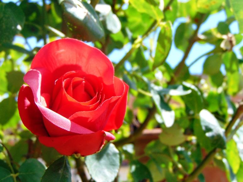 Coppia Bocciolo & Rosa  in poliestere - Sconti per Fioristi e Aziende . - artificiale