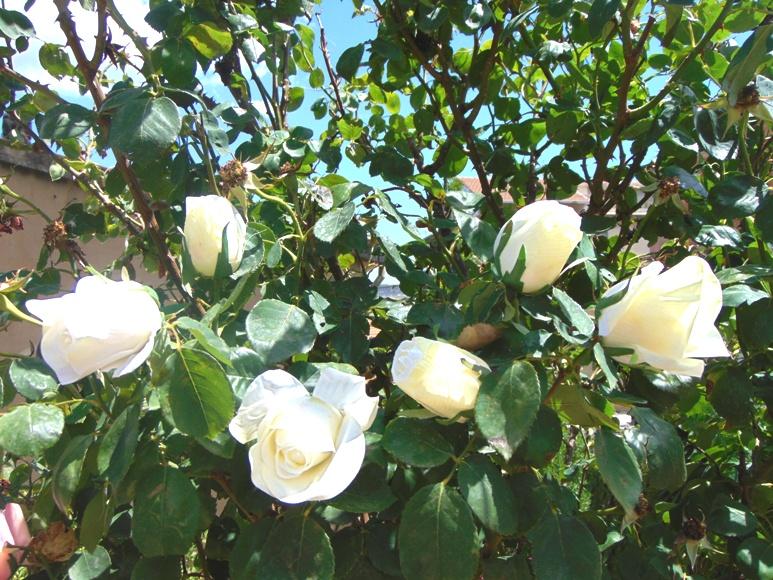 Coppia Bocciolo & Rosa  in poliestere - Sconti per Fioristi e Aziende . - artificiale