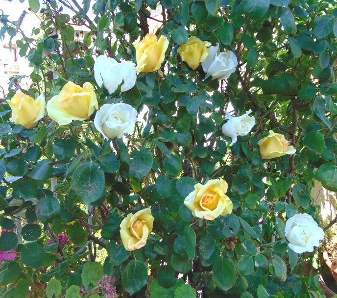 Bocciolo di rosa con 6 foglie in poliestere - Sconti per Fioristi e Aziende .