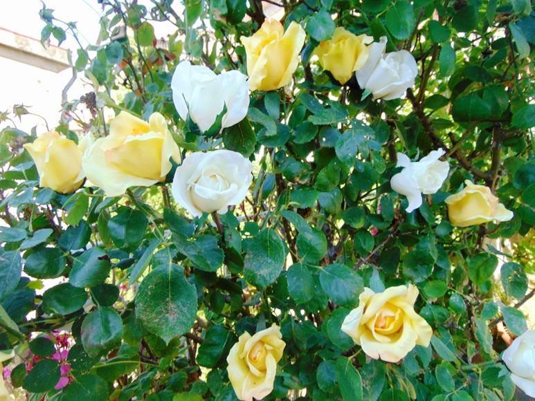 Bocciolo di rosa con 6 foglie in poliestere - Sconti per Fioristi e Aziende .