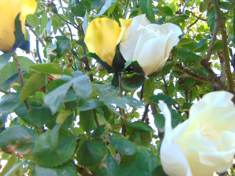 Bocciolo di rosa con 6 foglie in poliestere - Sconti per Fioristi e Aziende .