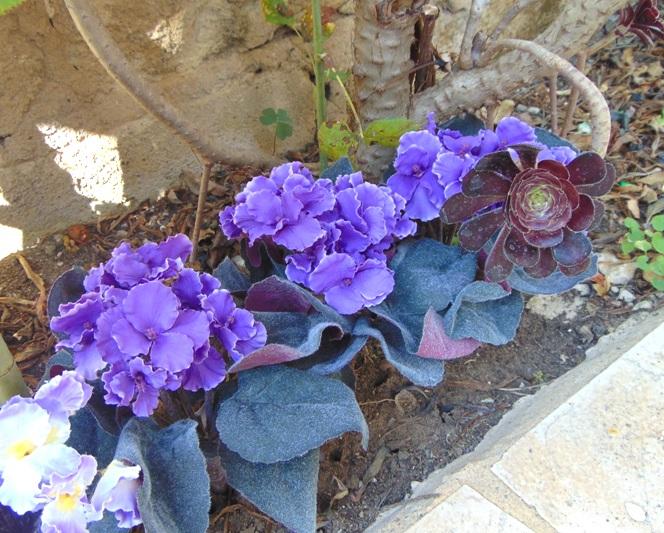 Sampaulia velvet bush in poliestere - Sconti per Fioristi e Aziende - Artificiale