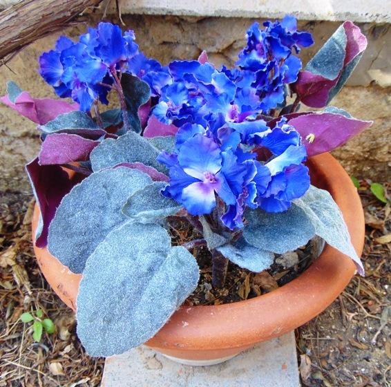 Sampaulia velvet bush in poliestere - Sconti per Fioristi e Aziende - Artificiale