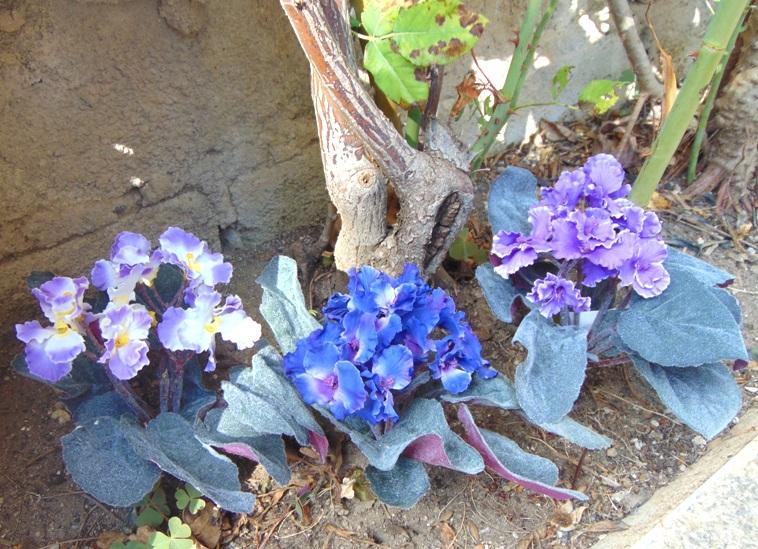 Sampaulia velvet bush in poliestere - Sconti per Fioristi e Aziende - Artificiale