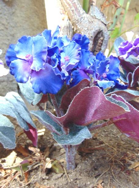 Sampaulia velvet bush in poliestere - Sconti per Fioristi e Aziende - Artificiale