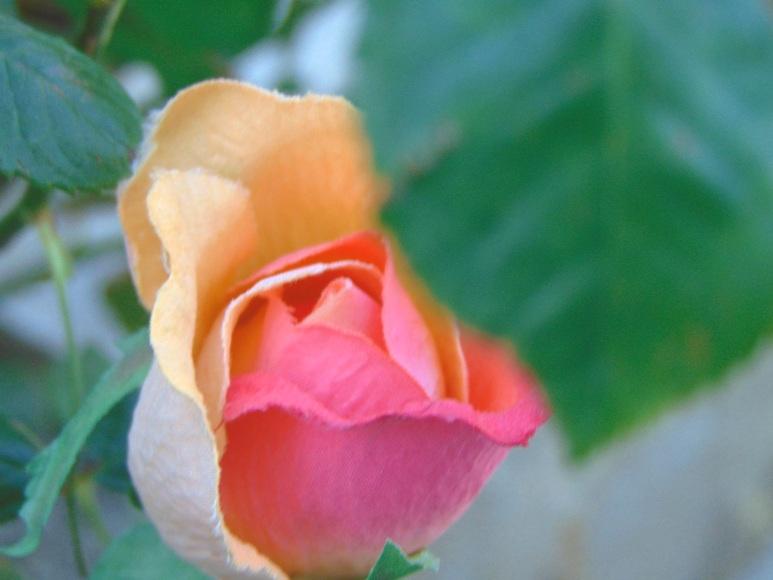 Bocciolo di rosa velvet in poliestere - Sconti per Fioristi e Aziende .
