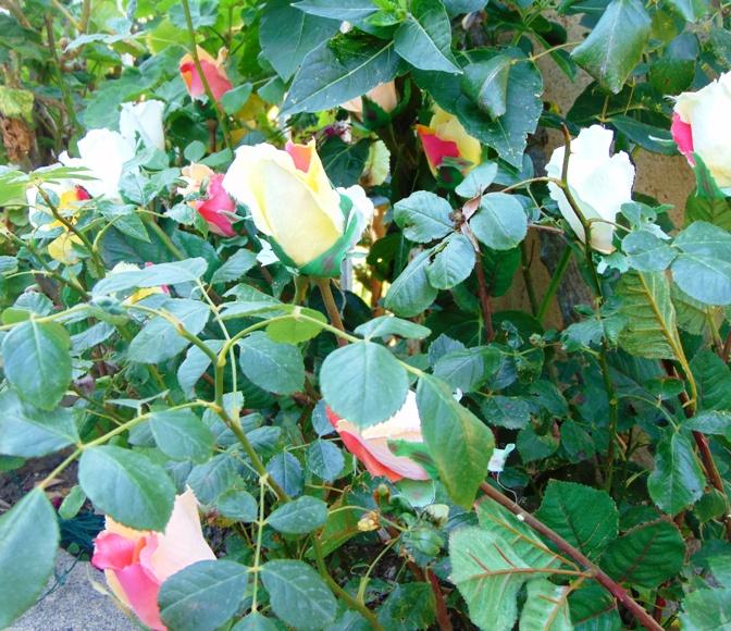 Bocciolo di rosa velvet in poliestere - Sconti per Fioristi e Aziende .