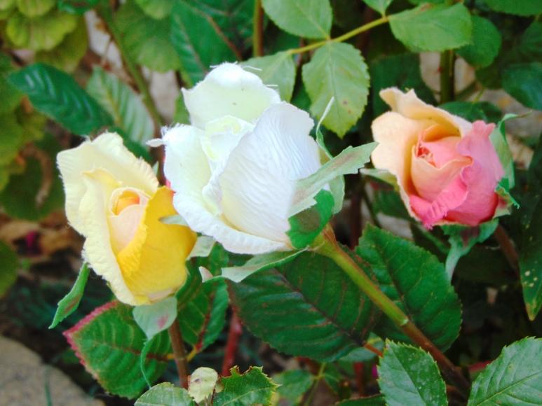 Bocciolo di rosa velvet in poliestere - Sconti per Fioristi e Aziende .