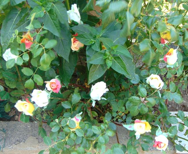 Bocciolo di rosa velvet in poliestere - Sconti per Fioristi e Aziende .