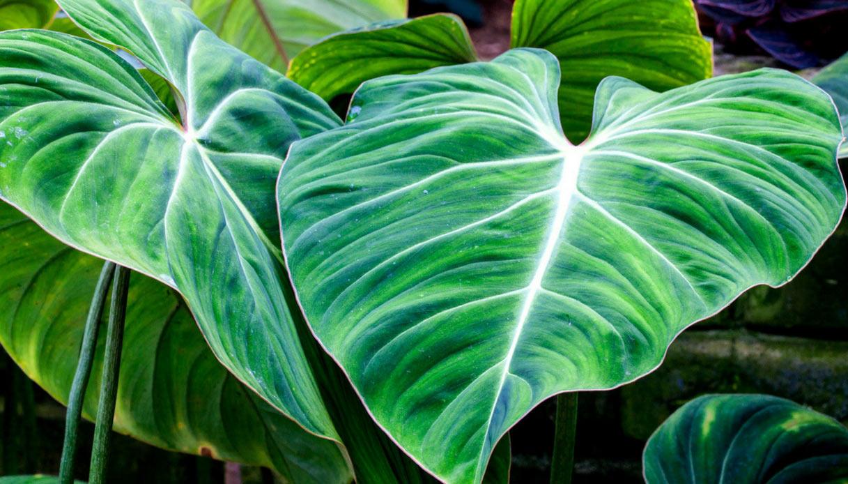 Foglia di Filodendro H 73 - Sconti per Fioristi e Aziende . - Verde artificiale
