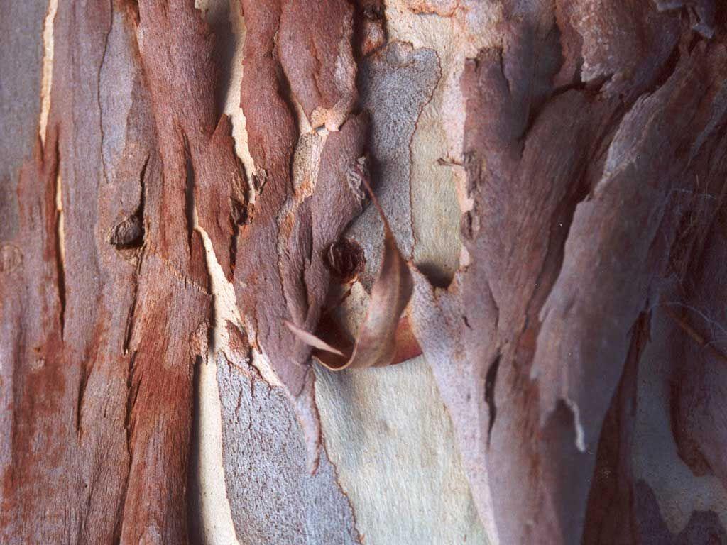 Corteccia di Eucaliptus Naturale gr. 500 - Sconti per Fioristi e Aziende