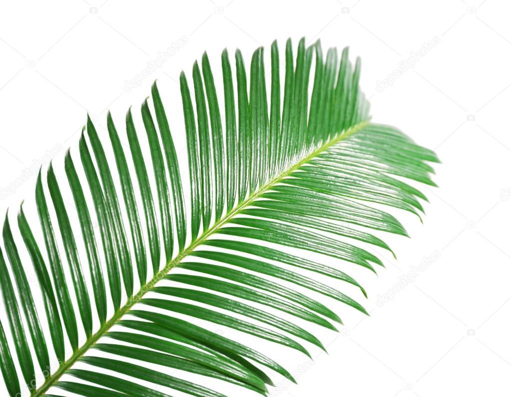 Foglia di Cycas in gomma - Sconti per Fioristi e Aziende . - Animato