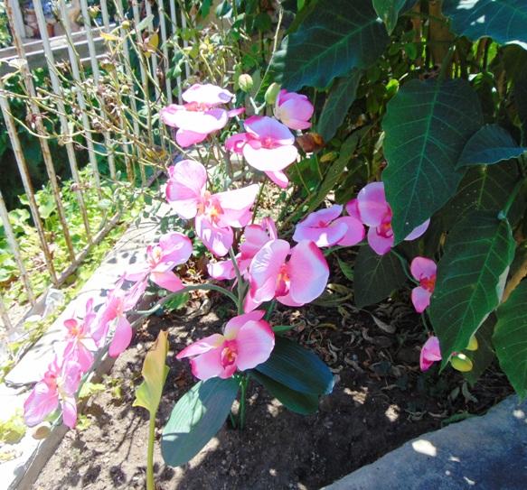 Orchidea Papillon x 6 Large H 120 Pink - Sconti per Fioristi e Aziende .
