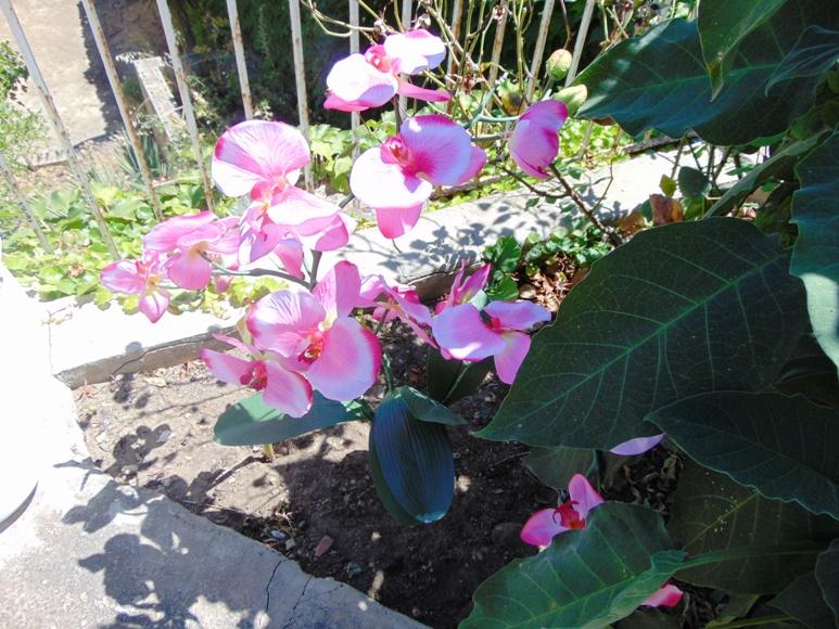 Orchidea Papillon x 6 Large H 120 Pink - Sconti per Fioristi e Aziende .