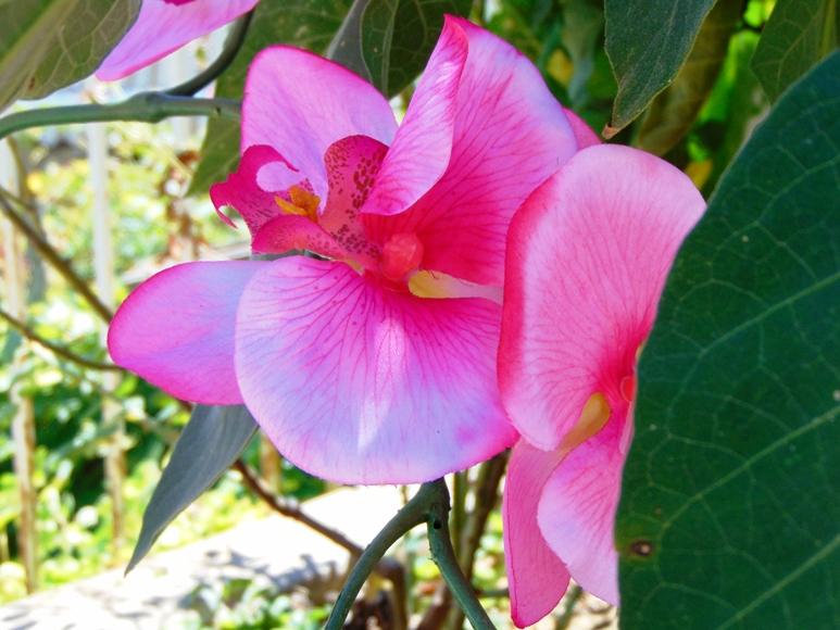 Orchidea Papillon x 6 Large H 120 Pink - Sconti per Fioristi e Aziende .