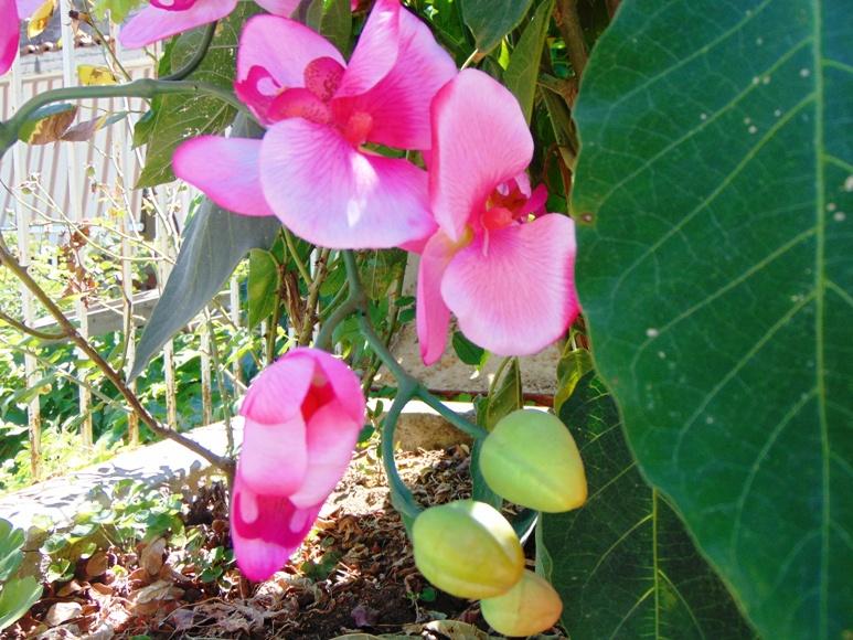 Orchidea Papillon x 6 Large H 120 Pink - Sconti per Fioristi e Aziende .