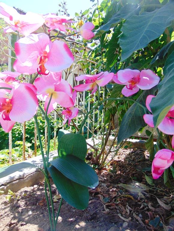Orchidea Papillon x 6 Large H 120 Pink - Sconti per Fioristi e Aziende .