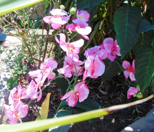 Orchidea Papillon x 6 Large H 120 Pink - Sconti per Fioristi e Aziende .