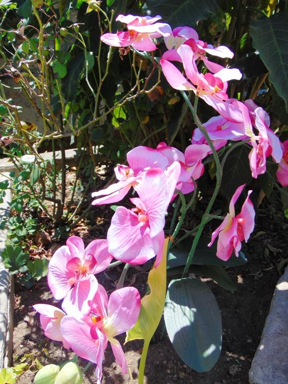 Orchidea Papillon x 6 Large H 120 Pink - Sconti per Fioristi e Aziende .