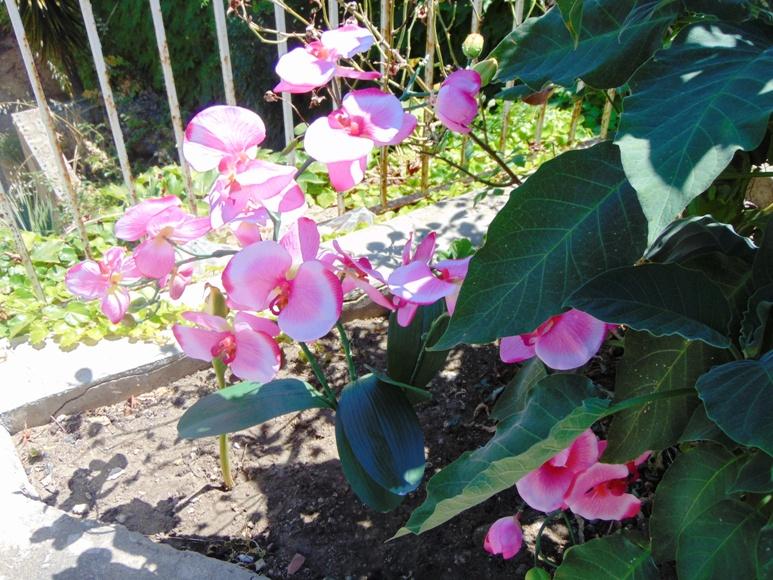 Orchidea Papillon x 6 Large H 120 Pink - Sconti per Fioristi e Aziende .