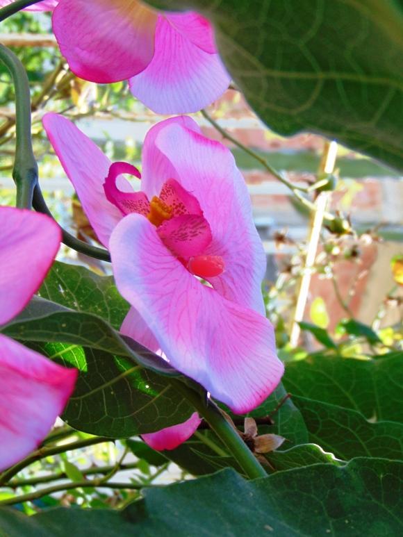 Orchidea Papillon x 6 Large H 120 Pink - Sconti per Fioristi e Aziende .