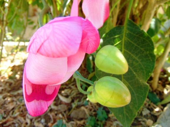 Orchidea Papillon x 6 Large H 120 Pink - Sconti per Fioristi e Aziende .