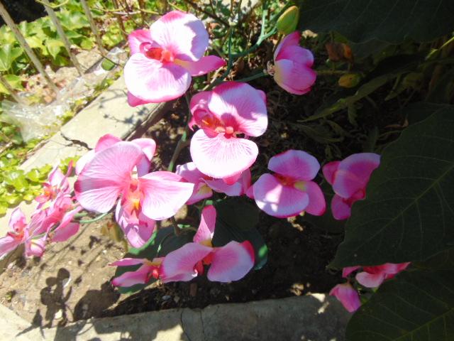 Orchidea Papillon x 6 Large H 120 Pink - Sconti per Fioristi e Aziende .