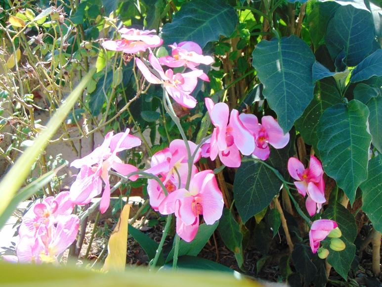 Orchidea Papillon x 6 Large H 120 Pink - Sconti per Fioristi e Aziende .