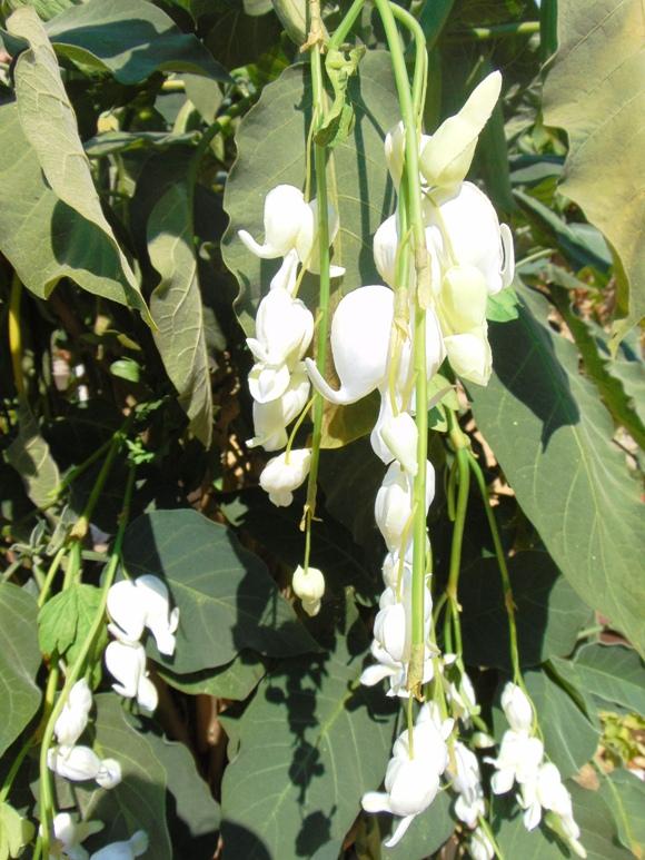 Dycentra spray in poliester  - Sconti per Fioristi e Aziende - Cuore di Maria
