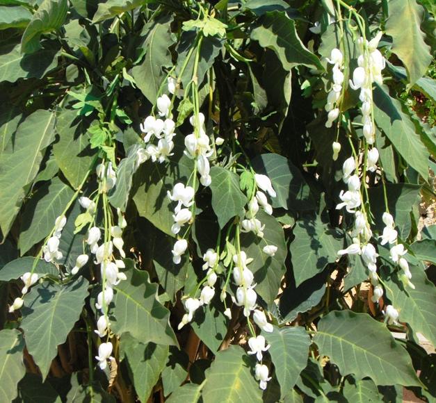 Dycentra spray in poliester  - Sconti per Fioristi e Aziende - Cuore di Maria