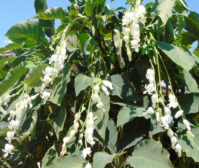 Dycentra spray in poliester  - Sconti per Fioristi e Aziende - Cuore di Maria