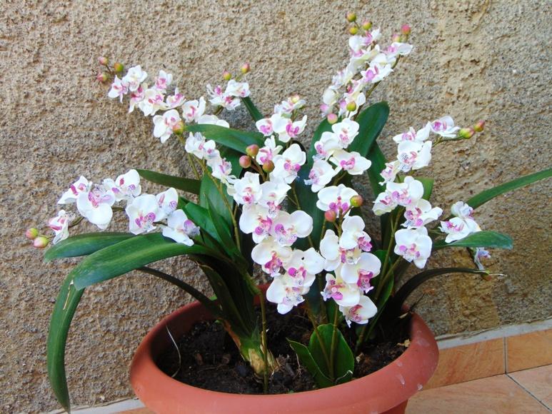 Orchidea artificiale x 2 H 56 - Sconti per Fioristi e Aziende .