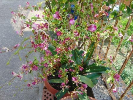 Orchidea Danzante H 120 - Sconti per Fioristi e Aziende - Artificiale