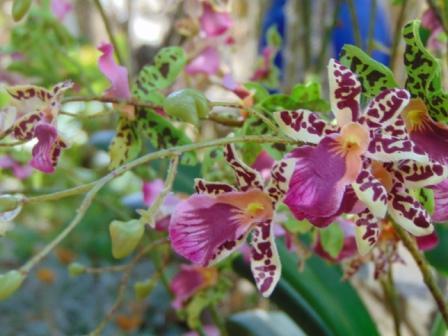 Orchidea Danzante H 120 - Sconti per Fioristi e Aziende - Artificiale