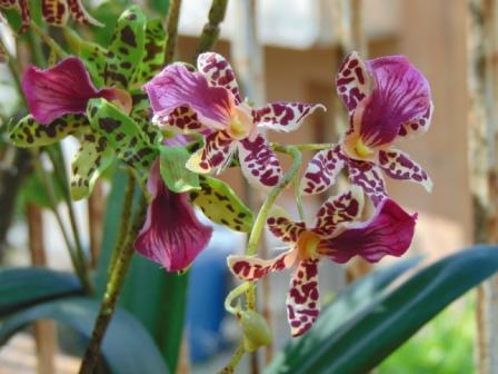Orchidea Danzante H 120 - Sconti per Fioristi e Aziende - Artificiale